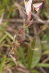 Eastern milkpea